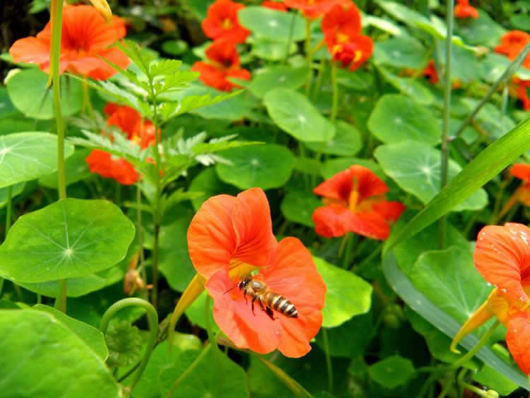 蜜蜂的資料有哪些內容？