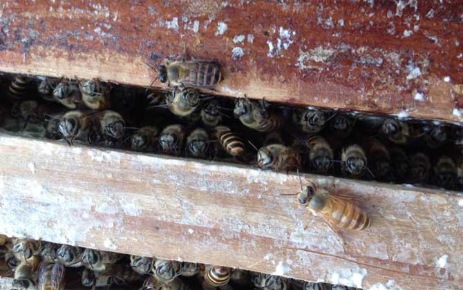 蜜蜂秋繁怎么管理(蜜蜂秋繁管理技術) 蜜蜂秋繁怎么管理(蜜蜂秋繁管理技術)
