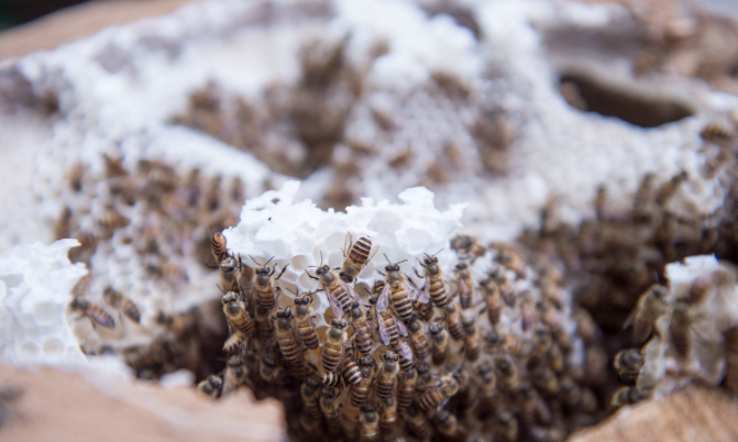 蜜蜂秋繁怎么管理(蜜蜂秋繁管理技術) 蜜蜂秋繁怎么管理(蜜蜂秋繁管理技術)