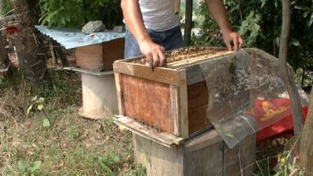 蜜蜂秋繁怎么管理(蜜蜂秋繁管理技術) 蜜蜂秋繁怎么管理(蜜蜂秋繁管理技術)