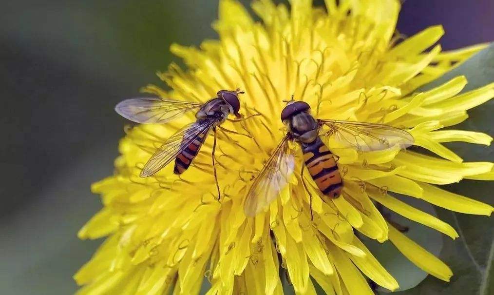 蜜蜂孢子蟲病如何防治？