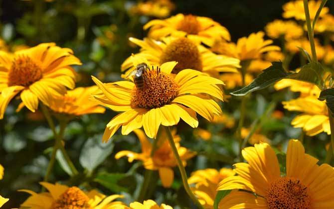 蜜蜂孢子蟲病如何防治？