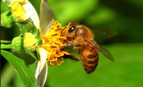 蜜蜂孢子蟲病如何防治？