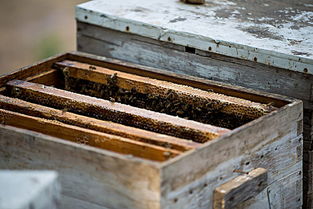 養蜜蜂的蜂箱通風口應該裝在什么位置（詳解蜂箱通風口安裝位置）