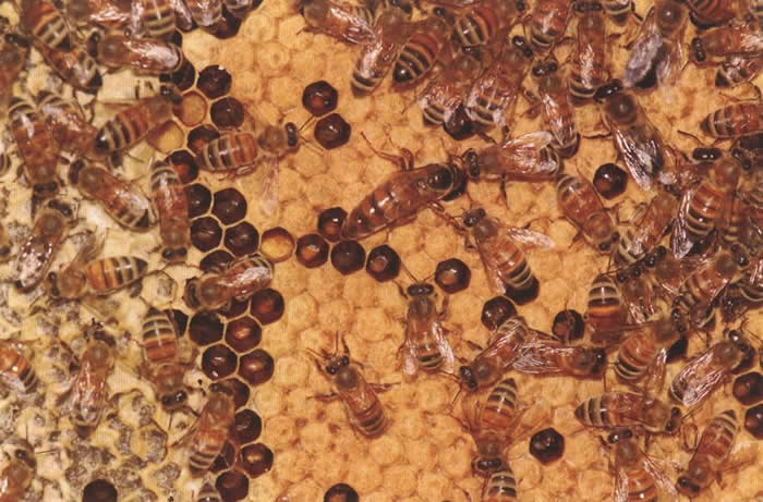 白山6號蜜蜂（白山6號蜜蜂的優(yōu)點(diǎn)和缺點(diǎn)）