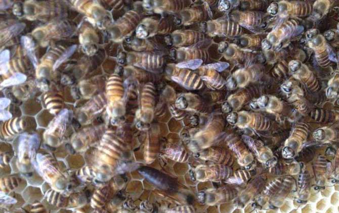 白山6號蜜蜂（白山6號蜜蜂的優(yōu)點(diǎn)和缺點(diǎn)）