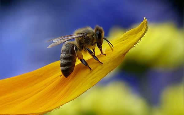 工蜂如何喂養(yǎng)幼蟲的？
