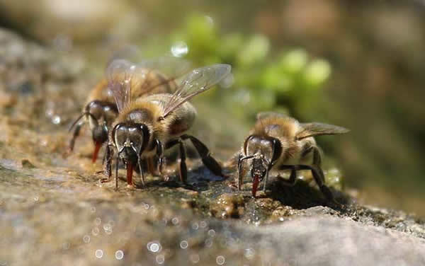 工蜂如何喂養(yǎng)幼蟲的？