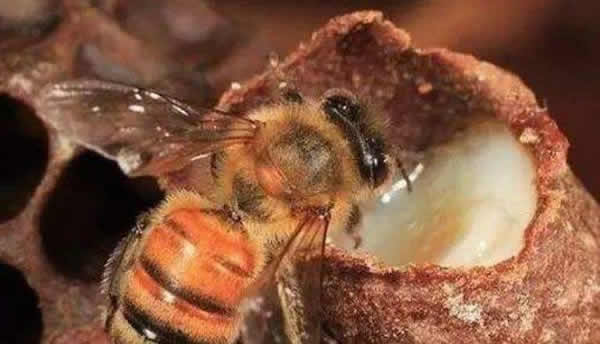 工蜂如何喂養(yǎng)幼蟲的？