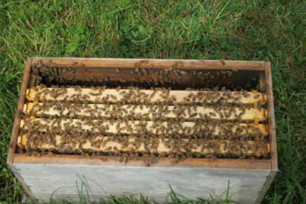 新手怎樣用方桶養蜂（新手用方桶養蜂，橫著放還是豎著放好）·