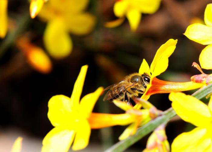 蜜蜂如何培養(yǎng)蜂王？
