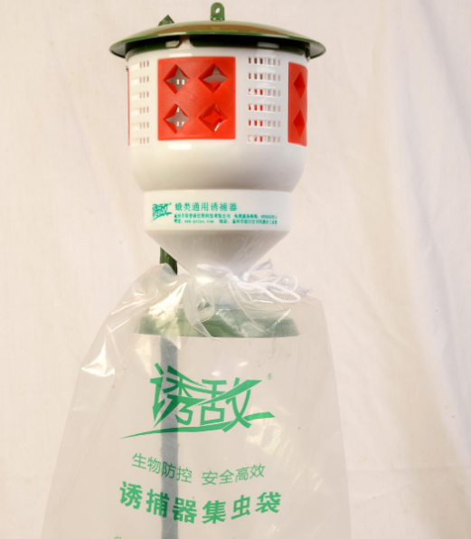 中蜂養蜂場怎樣預防蠟蛾（看看老外如何防治蠟螟）