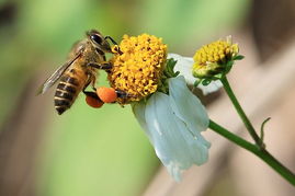 養(yǎng)殖蜜蜂怎么防鳥（小鳥正在吃蜜蜂如何處理）