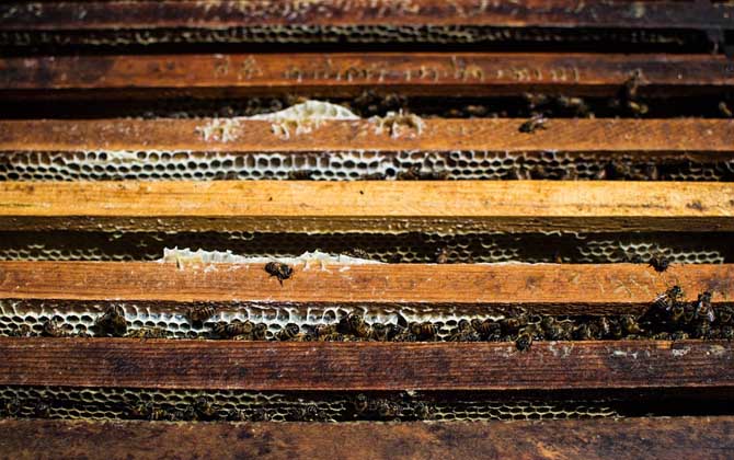 蜜蜂養(yǎng)殖新技術(shù)及注意事項(xiàng)（蜜蜂養(yǎng)殖實(shí)用技術(shù)介紹）