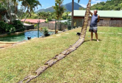 10米巨蟒真的存在？世界上最大的蟒蛇多長？溫度上升出現新品種