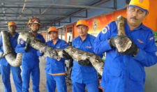 10米巨蟒真的存在？世界上最大的蟒蛇多長？溫度上升出現新品種