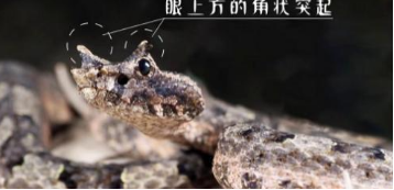 10米巨蟒真的存在？世界上最大的蟒蛇多長？溫度上升出現新品種