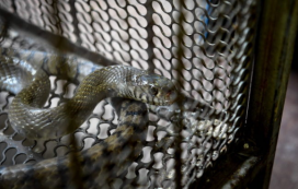 10米巨蟒真的存在？世界上最大的蟒蛇多長？溫度上升出現新品種