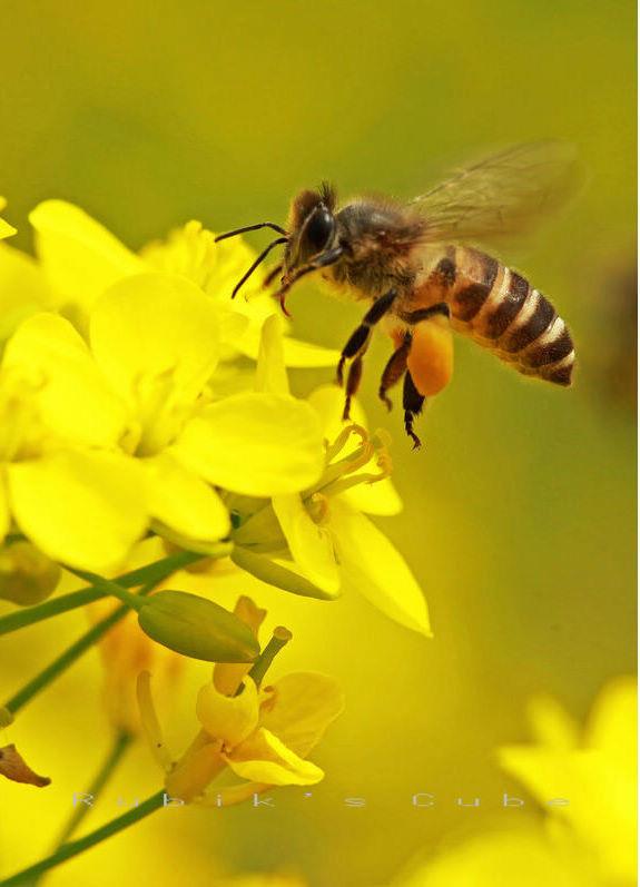 為什阿壩中蜂能用意蜂巢脾產(chǎn)卵（意蜂蜂巢能用來產(chǎn)中蜂巢蜜嗎）