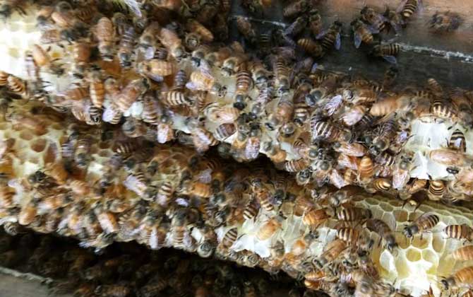 兩箱蜂合并有哪十種方法(兩箱蜂怎么合并) 兩箱蜂合并有哪十種方法(兩箱蜂怎么合并)