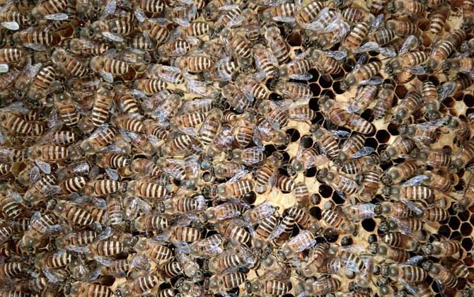 兩箱蜂合并有哪十種方法(兩箱蜂怎么合并) 兩箱蜂合并有哪十種方法(兩箱蜂怎么合并)