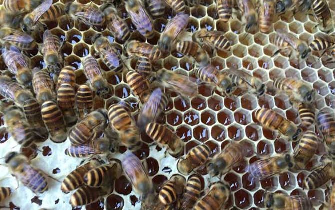 新手養蜂怎么繁殖更快(新手怎樣養蜂繁殖快) 新手養蜂怎么繁殖更快(新手怎樣養蜂繁殖快)