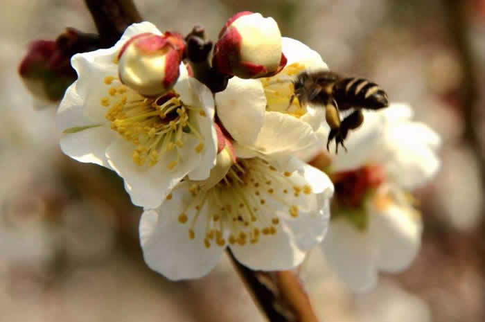 雄蜂卵和工蜂卵的區(qū)別？