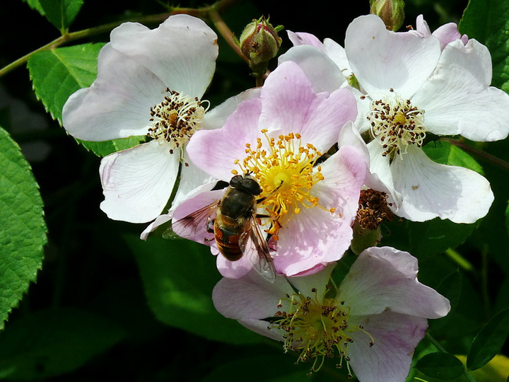 【蜜蜂知識】蜜蜂為什么正在逐漸消失？