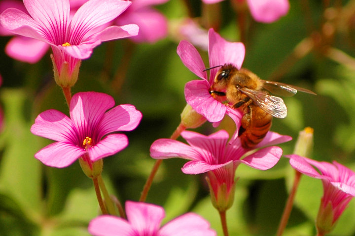 【蜜蜂知識】蜜蜂為什么正在逐漸消失？