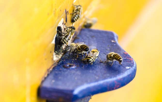 蜜蜂幾月幾號(hào)喂越冬糖 蜜蜂幾月幾號(hào)喂越冬糖