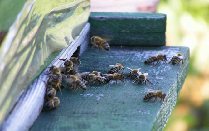 蜜蜂幾月幾號(hào)喂越冬糖 蜜蜂幾月幾號(hào)喂越冬糖