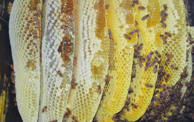 養(yǎng)蜂場(chǎng)利潤(rùn)有多大（養(yǎng)蜂一年能掙二十萬(wàn)嗎）