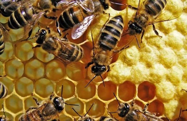 雄蜂試飛八天多了怎么沒有分蜂（雄蜂試飛后多久分蜂）