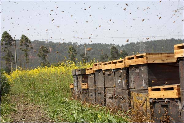 養蜂人為什么都長壽