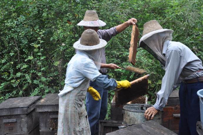 養蜂人為什么都長壽