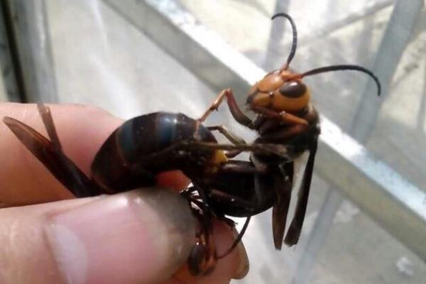 什么是花腳胡蜂（馬蜂品種圖片說(shuō)明）