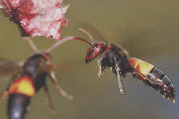 什么是花腳胡蜂（馬蜂品種圖片說(shuō)明）