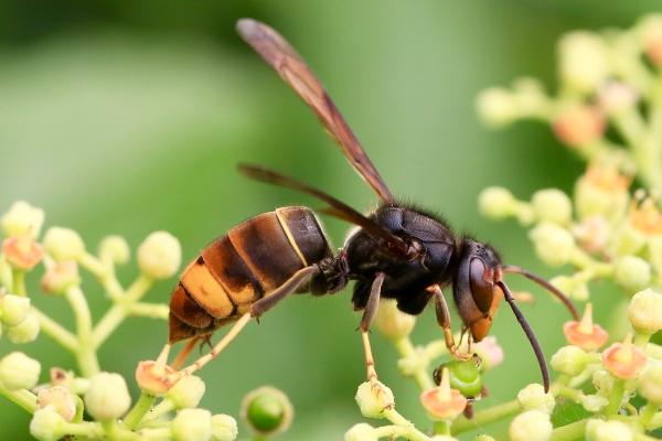 什么是花腳胡蜂（馬蜂品種圖片說(shuō)明）