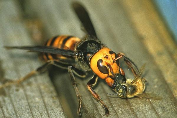 什么是花腳胡蜂（馬蜂品種圖片說(shuō)明）