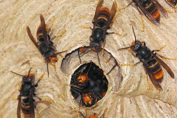 什么是花腳胡蜂（馬蜂品種圖片說(shuō)明）