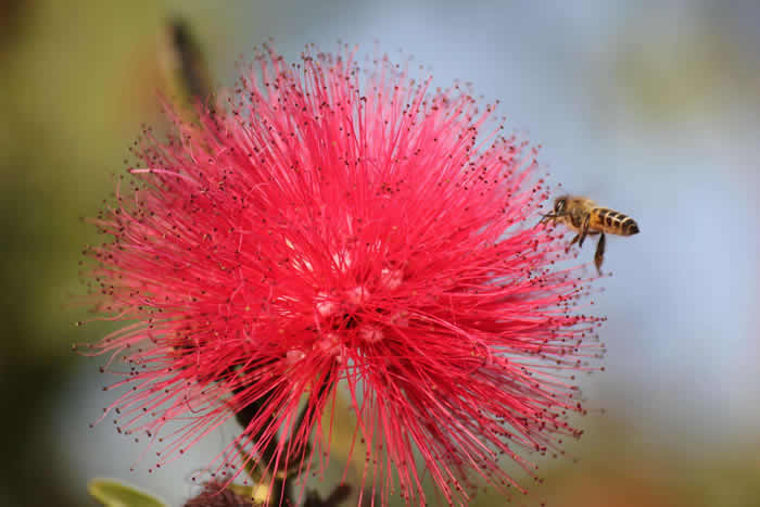 中蜂什么時(shí)候開(kāi)始春繁？