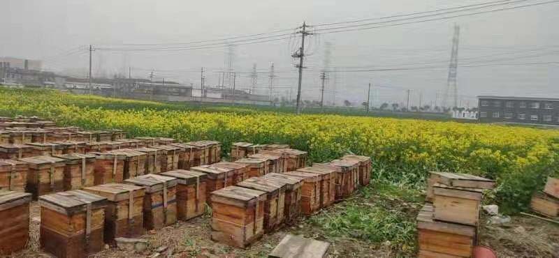 養(yǎng)蜂合作社怎么辦理流程（養(yǎng)蜂辦理注冊(cè)合作社需要的材料）