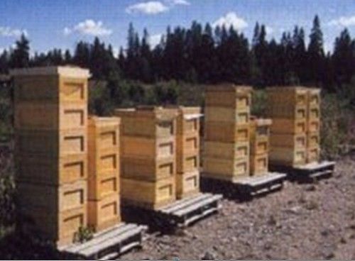 養蜂王的地址怎么選擇（蜜蜂人工育王的時間）