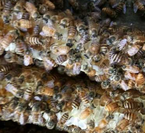 ?人工蜂巢是什么做的(蜂巢是什么材料做的) ?人工蜂巢是什么做的(蜂巢是什么材料做的)