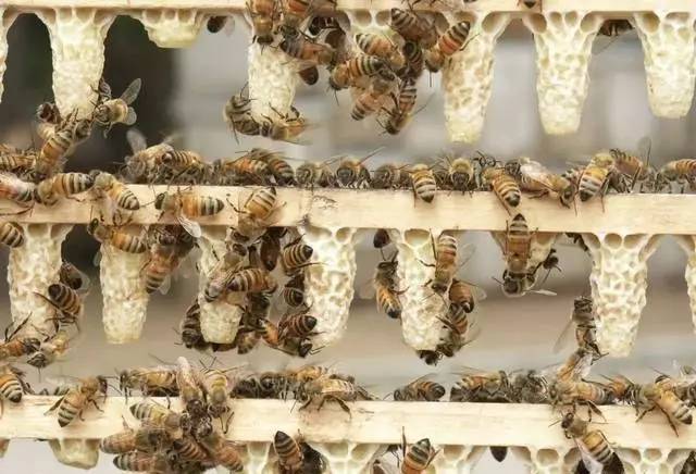 急造王臺(tái)和自然王臺(tái)的區(qū)別（蜜蜂急造王臺(tái)和自然王臺(tái)對(duì)比）