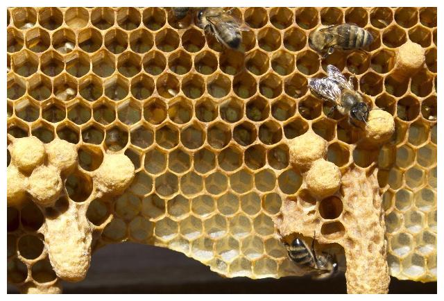 急造王臺(tái)和自然王臺(tái)的區(qū)別（蜜蜂急造王臺(tái)和自然王臺(tái)對(duì)比）