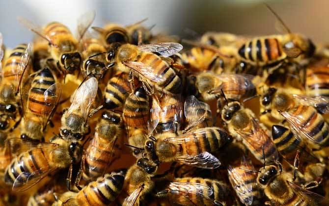 雄蜂和工蜂的區別 雄蜂