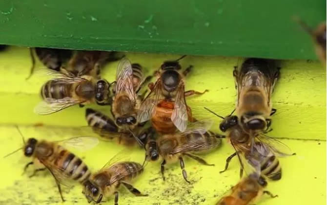 雄蜂和工蜂的區別 雄蜂