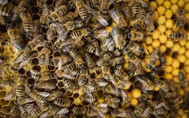 【蜜蜂知識】雄蜂多是什么原因？