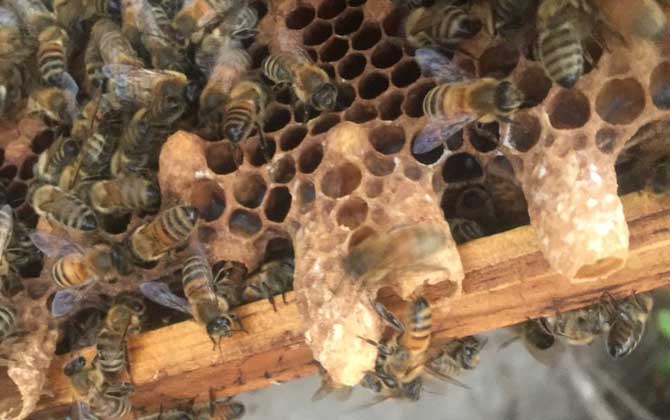 意蜂爬蜂病怎么治療(意蜂爬蜂病有幾種怎樣治療) 意蜂爬蜂病怎么治療(意蜂爬蜂病有幾種怎樣治療)